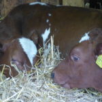 The calves inside the straw ring...